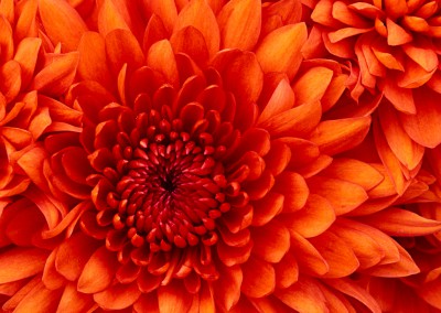 Chrysanthemum